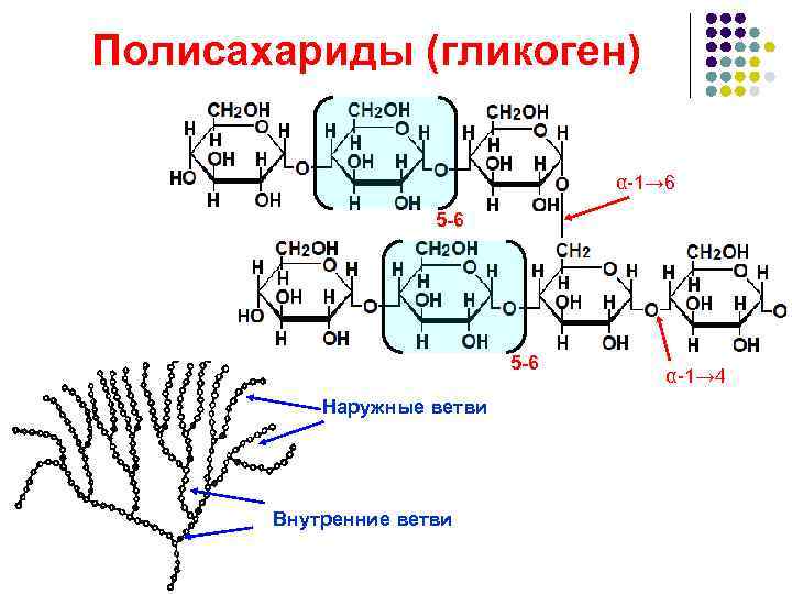 Полисахариды (гликоген)      α-1→ 6     5