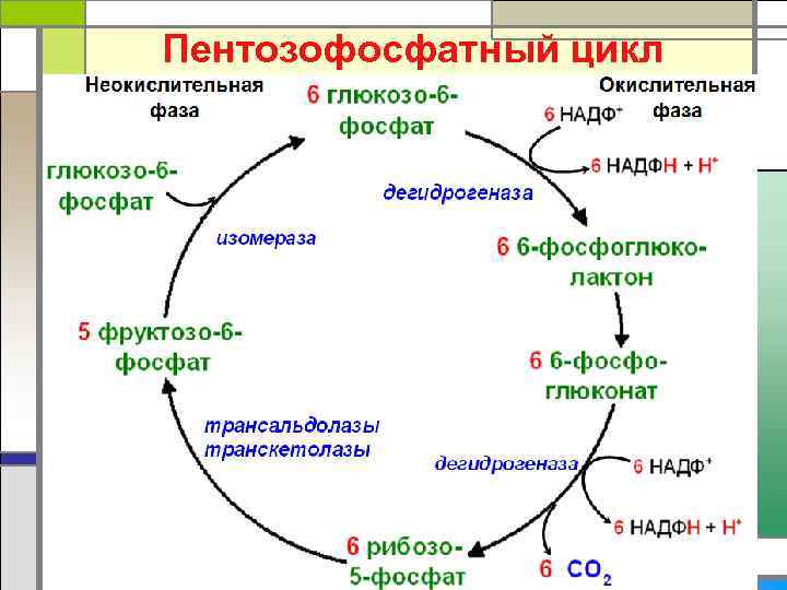 Пентозофосфатный цикл 