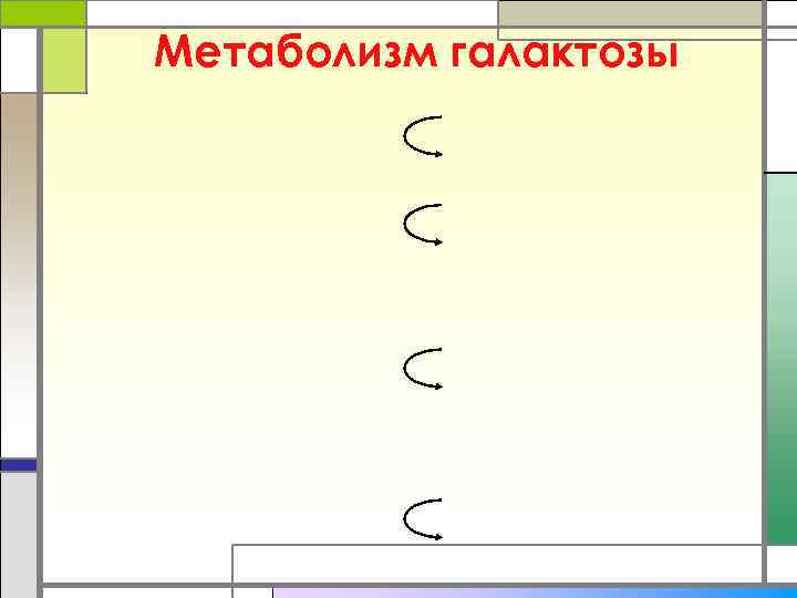 Метаболизм галактозы 