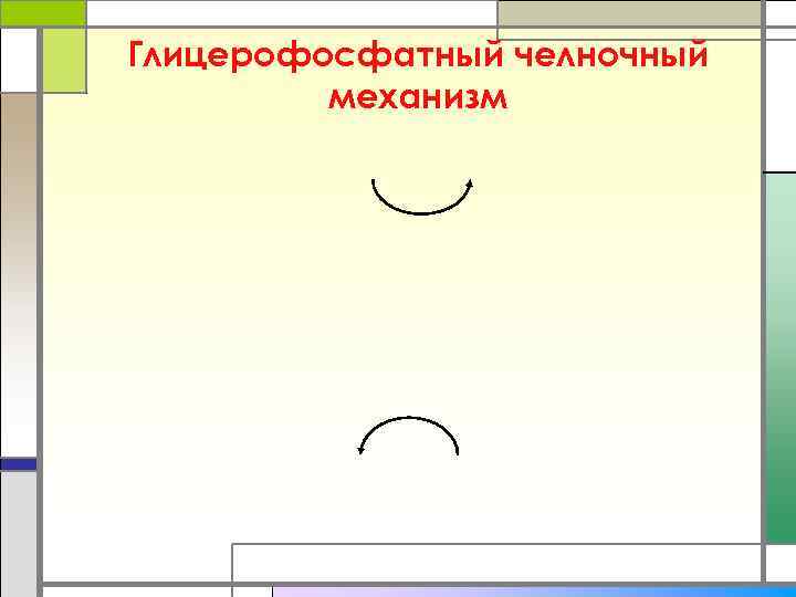 Глицерофосфатный челночный   механизм 