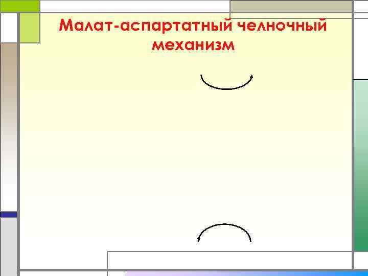 Малат-аспартатный челночный   механизм 