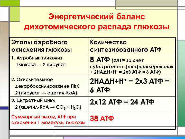    Энергетический баланс дихотомического распада глюкозы Этапы аэробного    Количество