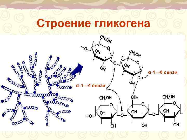 Строение гликогена    α-1→ 6 связи  α-1→ 4 связи 