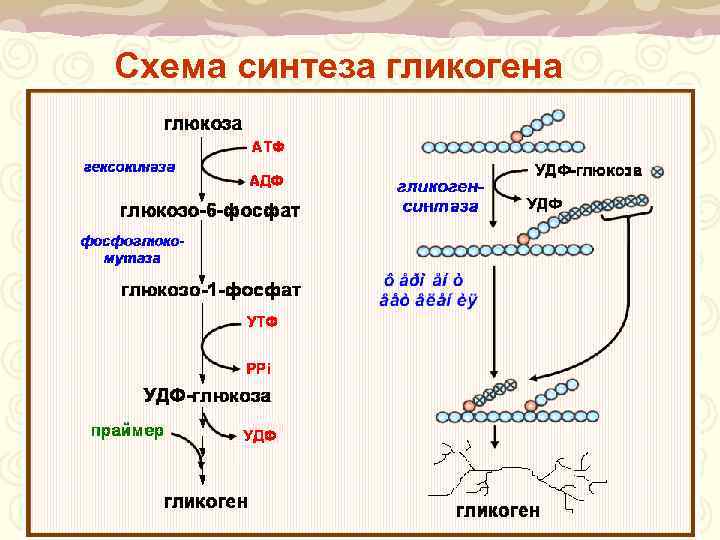 Схема синтеза гликогена 