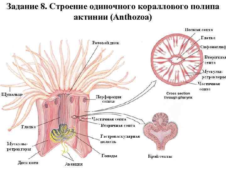 Задание 8. Строение одиночного кораллового полипа   актинии (Anthozoa) 