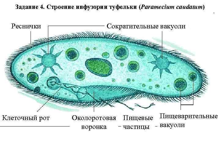   Задание 4. Строение инфузории туфельки (Paramecium caudatum) Реснички    