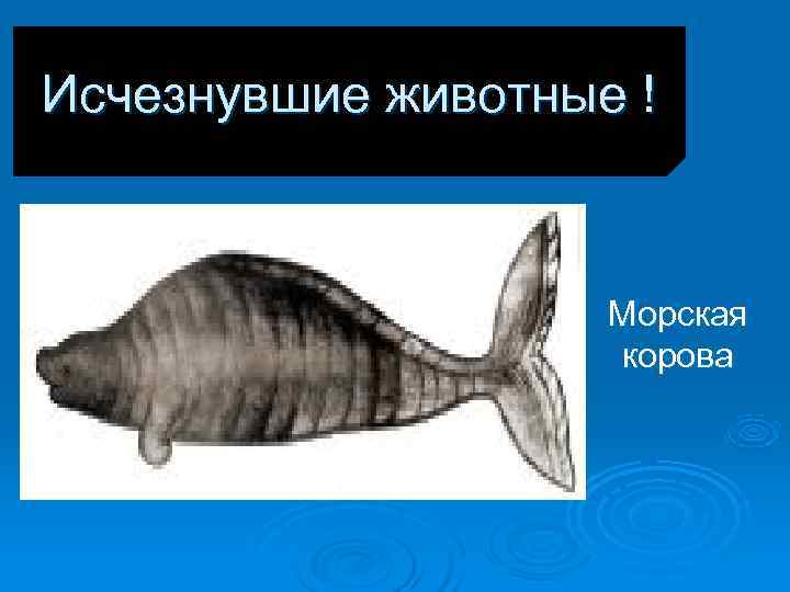 Исчезнувшие животные ! Морская корова Исчезнувшие животные ! Морская корова