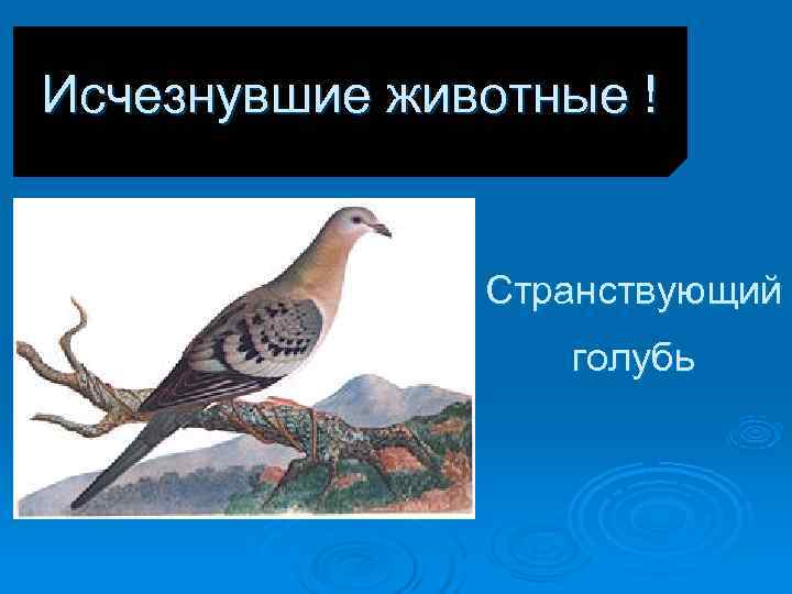 Исчезнувшие животные ! Странствующий голубь Исчезнувшие животные ! Странствующий голубь