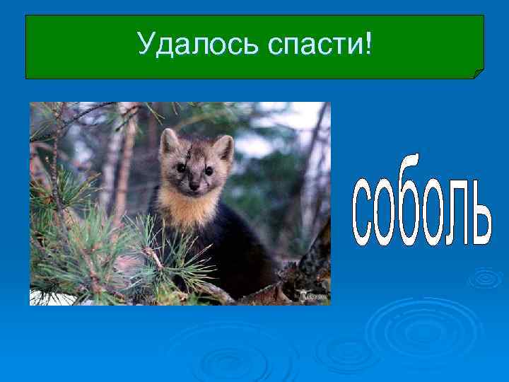 Удалось спасти! Удалось спасти!