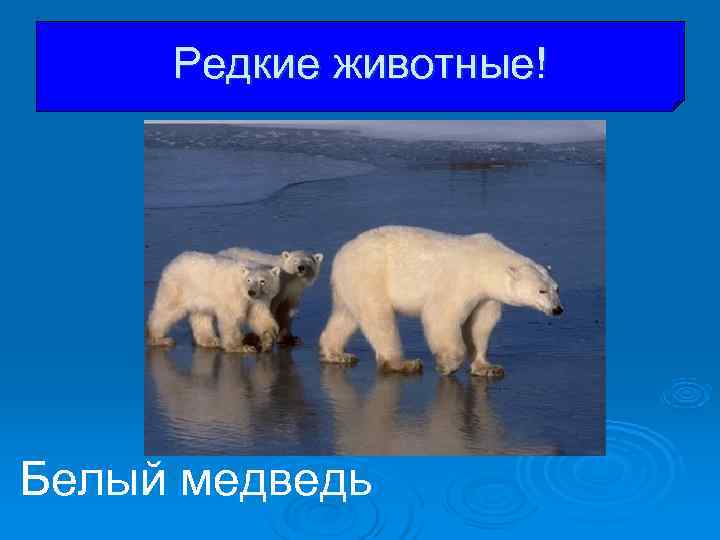 Редкие животные! Белый медведь Редкие животные! Белый медведь