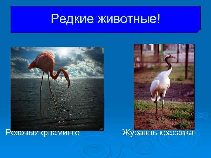 Редкие животные! Розовый фламинго Журавль-красавка Редкие животные! Розовый фламинго Журавль-красавка