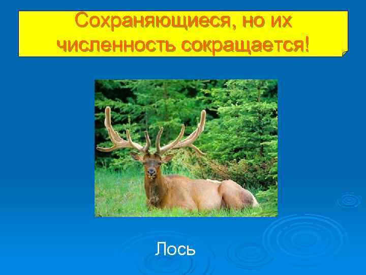 Сохраняющиеся, но их численность сокращается! Лось Сохраняющиеся, но их численность сокращается! Лось