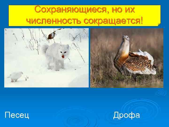 Сохраняющиеся, но их численность сокращается! Песец Дрофа Сохраняющиеся, но их численность сокращается! Песец Дрофа