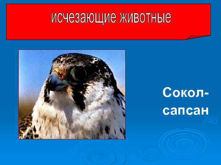 Сокол- сапсан Сокол- сапсан