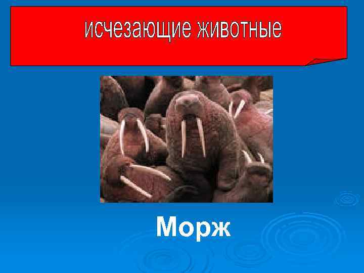 Морж Морж