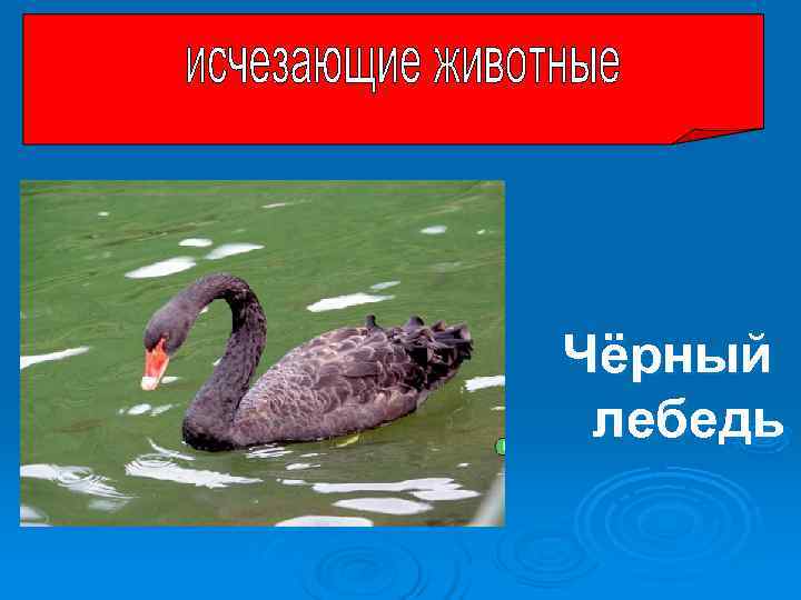 Чёрный лебедь Чёрный лебедь