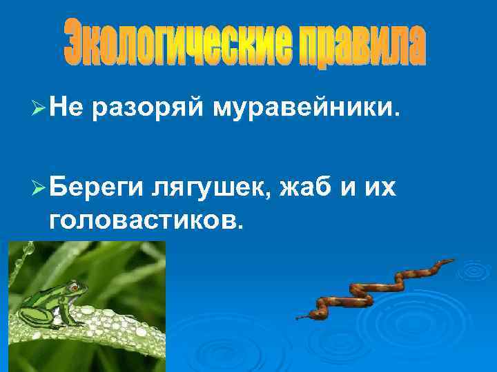 Ø Не разоряй муравейники. Ø Береги лягушек, жаб и их головастиков. Ø Не разоряй муравейники. Ø Береги лягушек, жаб и их головастиков.