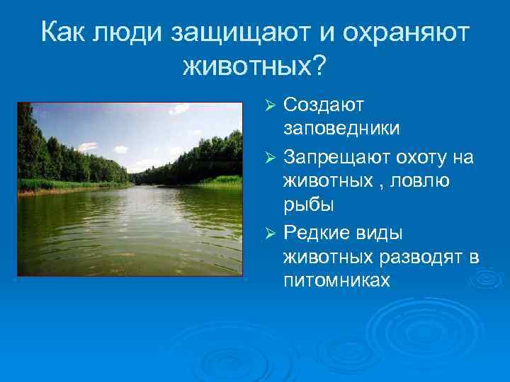 Как люди защищают и охраняют животных? Ø Создают Как люди защищают и охраняют животных? Ø Создают