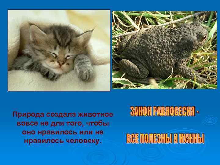 Природа создала животное вовсе не для того, чтобы оно нравилось или не Природа создала животное вовсе не для того, чтобы оно нравилось или не