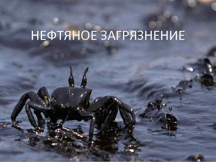 НЕФТЯНОЕ ЗАГРЯЗНЕНИЕ 