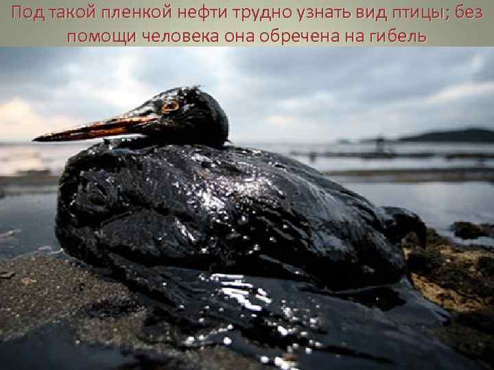 Под такой пленкой нефти трудно узнать вид птицы; без  помощи человека она обречена
