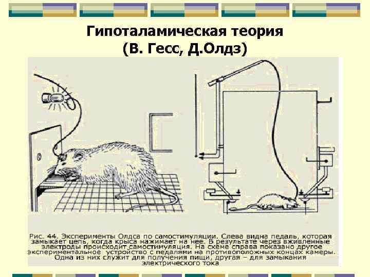 Гипоталамическая теория (В. Гесс, Д. Олдз) Гипоталамическая теория (В. Гесс, Д. Олдз)