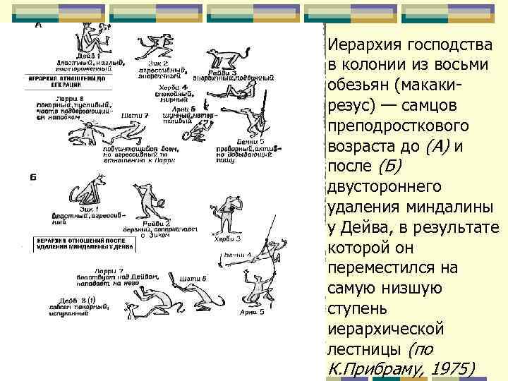 Иерархия господства в колонии из восьми обезьян (макаки- резус) — самцов преподросткового возраста до Иерархия господства в колонии из восьми обезьян (макаки- резус) — самцов преподросткового возраста до