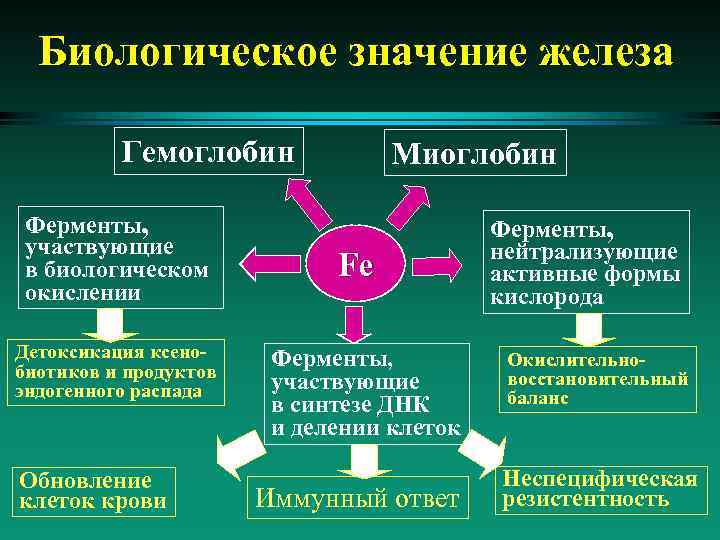 Значение железа. Биологическое значение железа. Железо биологическое значение. Медико биологическое значение железа. Железа биологическое значение биологическое.