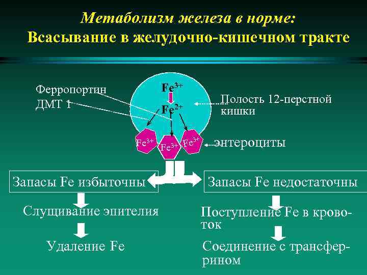 Обмен веществ железа. Метаболизм железа. Всасывание железа в желудочно-кишечном тракте. Метаболизм железа в норме. Внутриклеточный метаболизм железа.