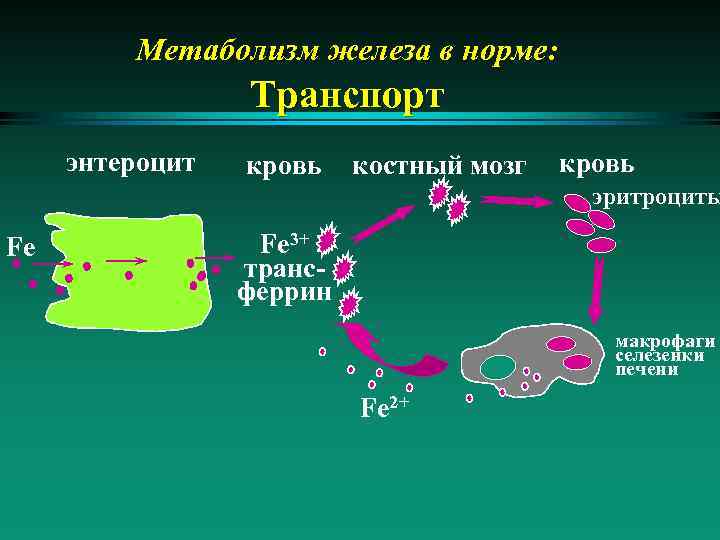 Обмен веществ железа