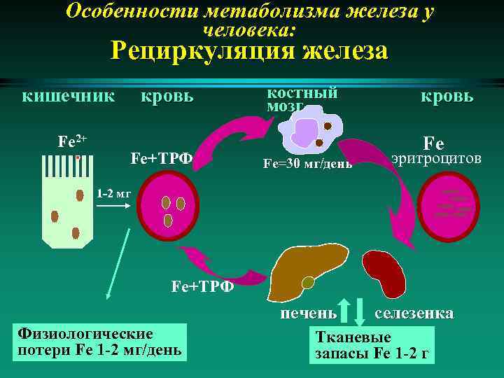 Метаболизм эритроцитов схема