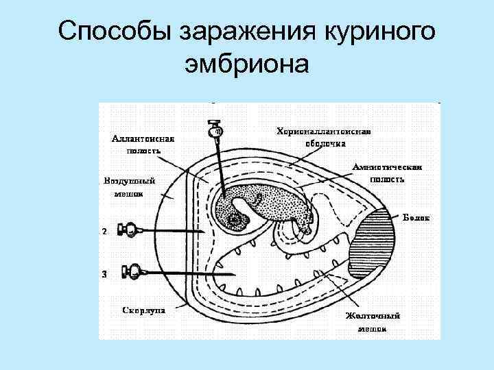 Способы заражения куриного   эмбриона 