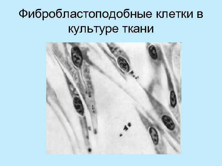 Фибробластоподобные клетки в  культуре ткани 