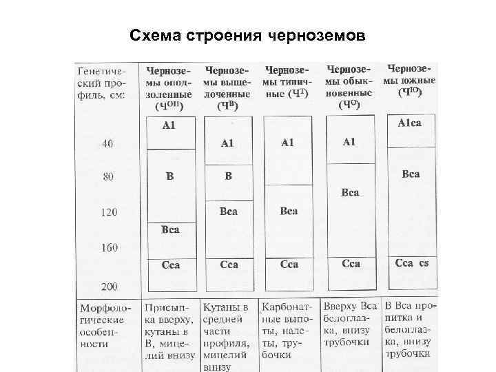 Схема строения черноземов 