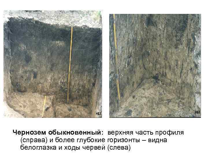 Чернозем обыкновенный: верхняя часть профиля  (справа) и более глубокие горизонты – видна 