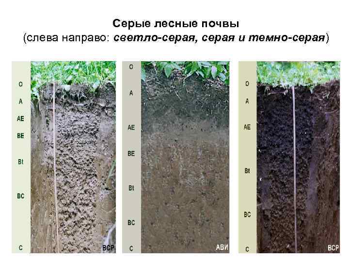     Серые лесные почвы (слева направо: светло-серая, серая и темно-серая) 