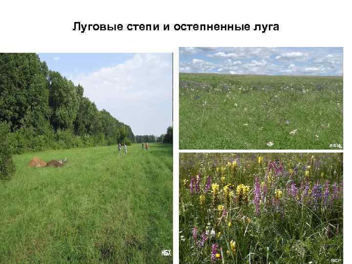 Луговые степи и остепненные луга 