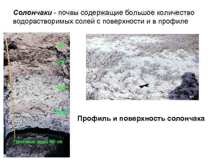 Солончаки - почвы содержащие большое количество водорастворимых солей с поверхности и в профиле 