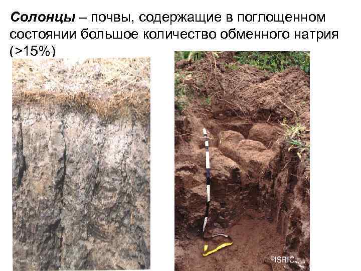 Солонцы – почвы, содержащие в поглощенном состоянии большое количество обменного натрия (>15%) 