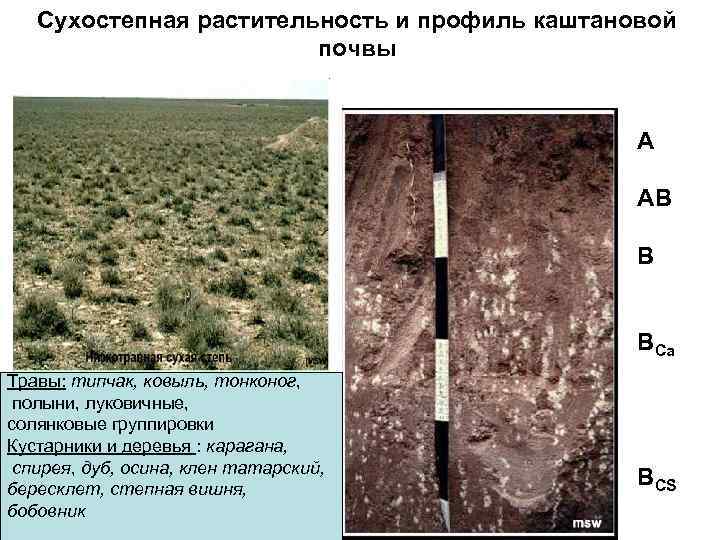Почвы степи в россии
