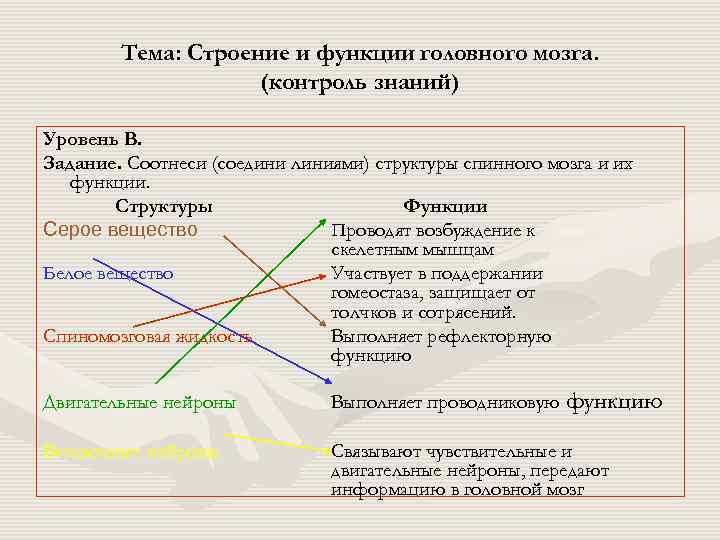   Тема: Строение и функции головного мозга.     (контроль знаний)