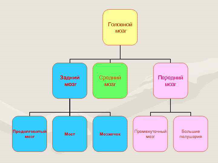       Головной      мозг 