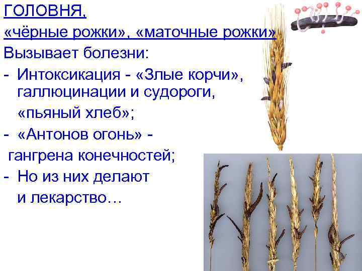 ГОЛОВНЯ,  «чёрные рожки» ,  «маточные рожки» Вызывает болезни: - Интоксикация - «Злые