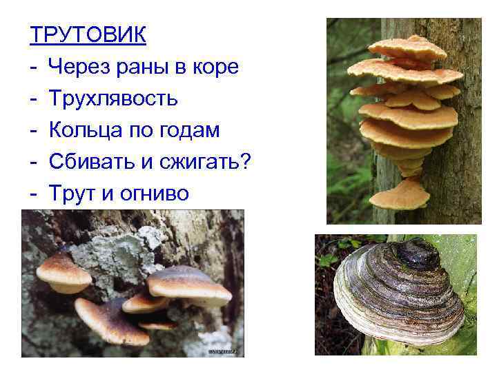 ТРУТОВИК - Через раны в коре - Трухлявость - Кольца по годам - Сбивать