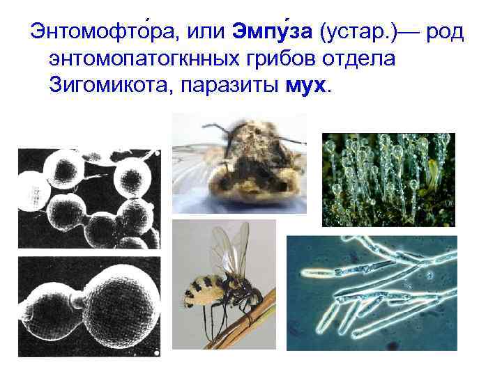 Энтомофто ра, или Эмпу за (устар. )— род энтомопатогкнных грибов отдела Зигомикота, паразиты мух.