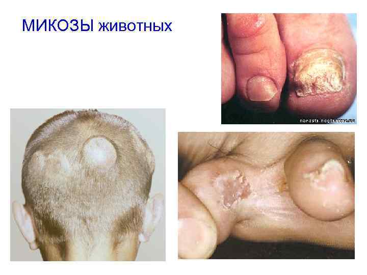 МИКОЗЫ животных 