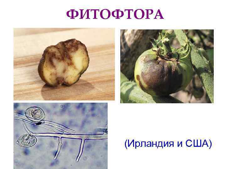 ФИТОФТОРА   (Ирландия и США) 