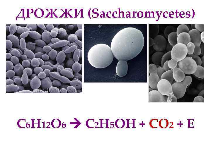 ДРОЖЖИ (Saccharomycetes) С 6 Н 12 О 6  С 2 Н 5 ОН