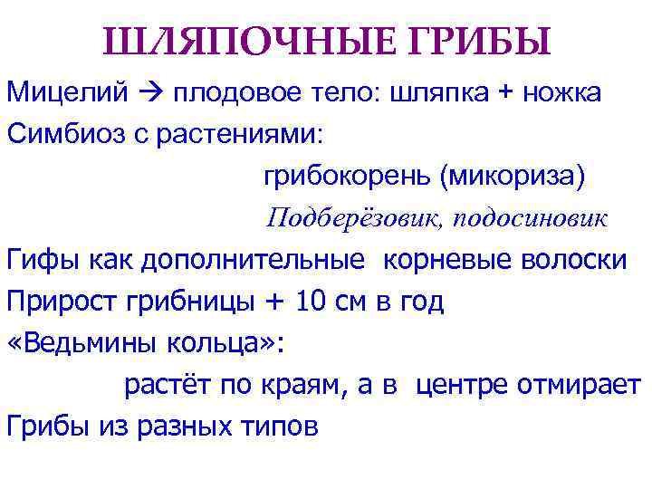  ШЛЯПОЧНЫЕ ГРИБЫ Мицелий  плодовое тело: шляпка + ножка Симбиоз с растениями: 
