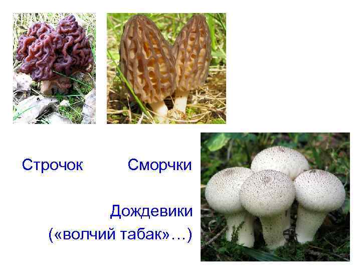 Строчок Сморчки  Дождевики  ( «волчий табак» …) 